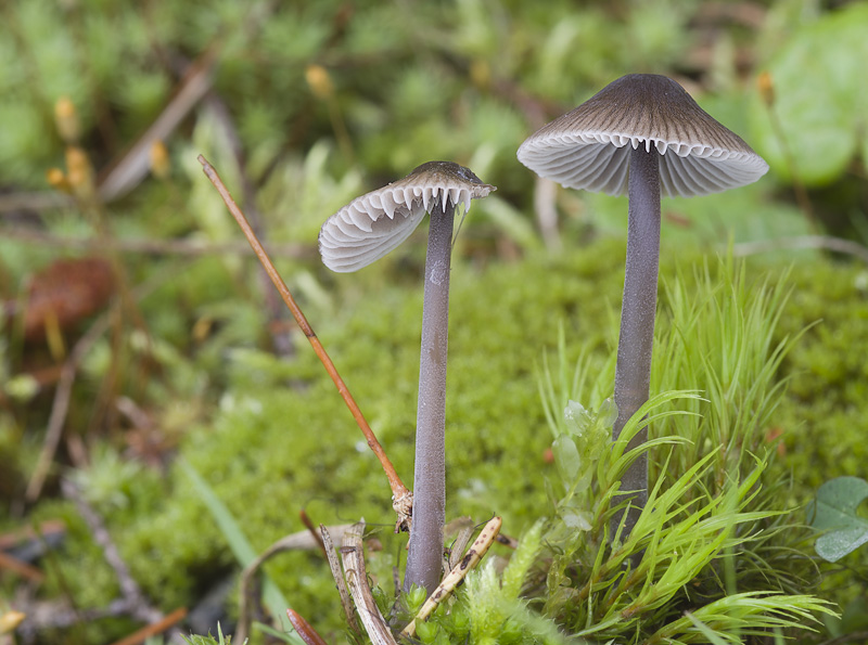 Mycena leptocephala